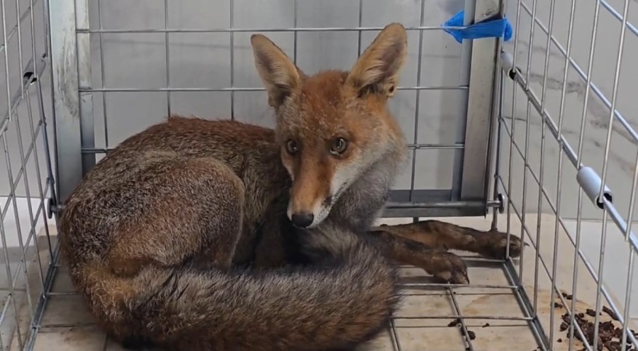 Tekirdağ'da yaralı tilki tedavi edilip doğaya bırakıldı