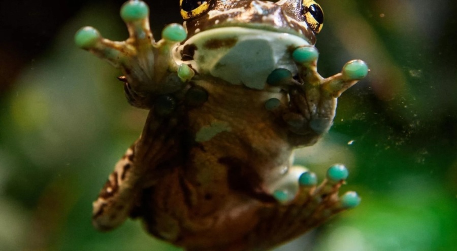 Madagaskar'da 7 yeni kurbağa türü keşfedildi