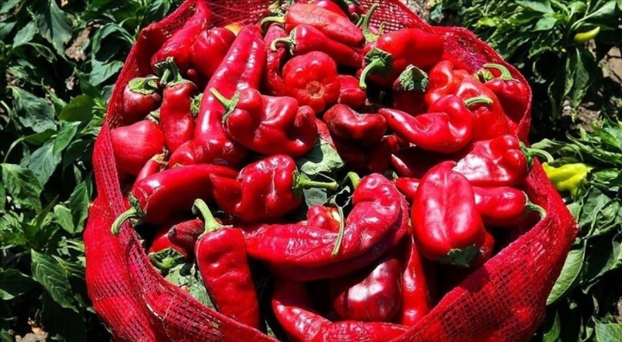 Fiyatlar dip yaptı, çiftçi yaslar bağladı!