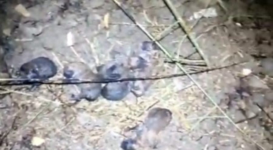 Anız yangınında alevlerin arasında kalan yavru köpekler kurtarıldı