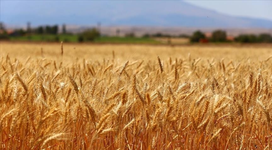 Küresel ısınma nedeniyle buğdayın artık ekim yerine kasımda ekilmesi öneriliyor