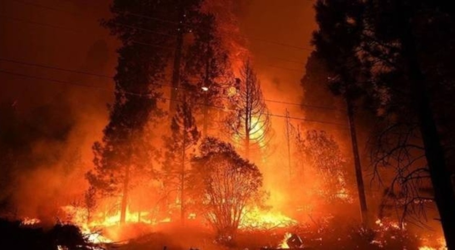 İzmir'de orman yangını çıktı!