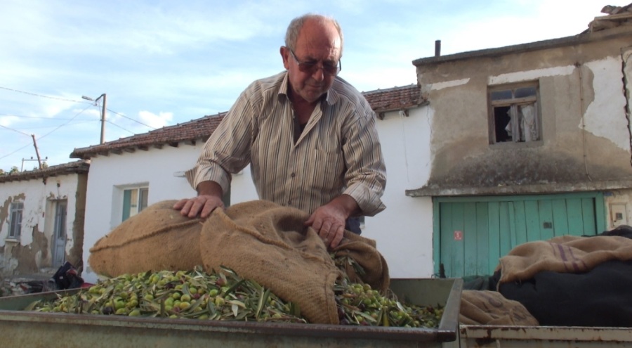 Kuraklık zeytini de etkiledi