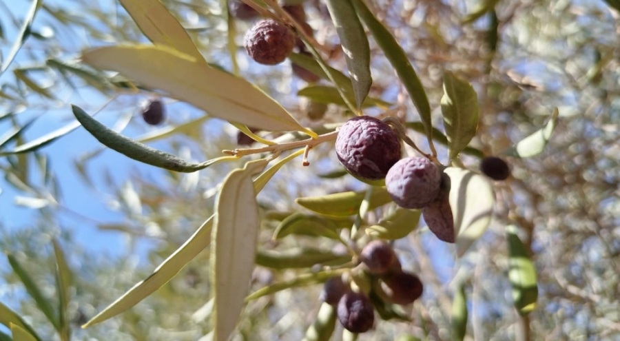 Zeytini 'sıcak' vurdu!  Fiyatında artış bekleniyor