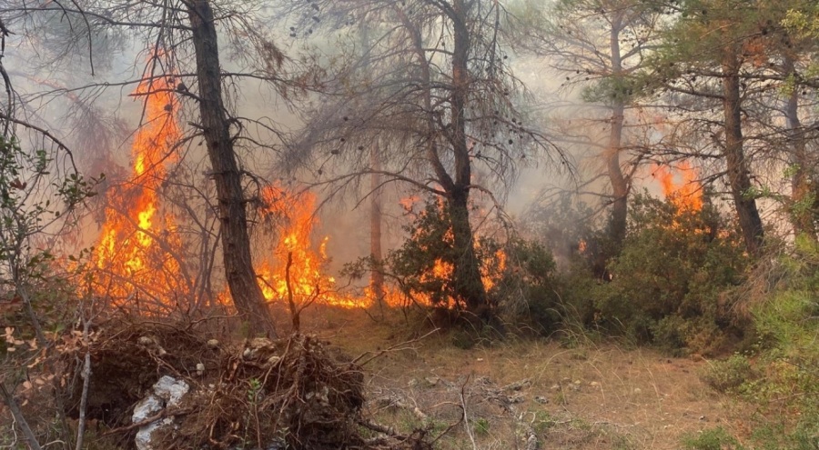 Çanakkale'de orman yangını