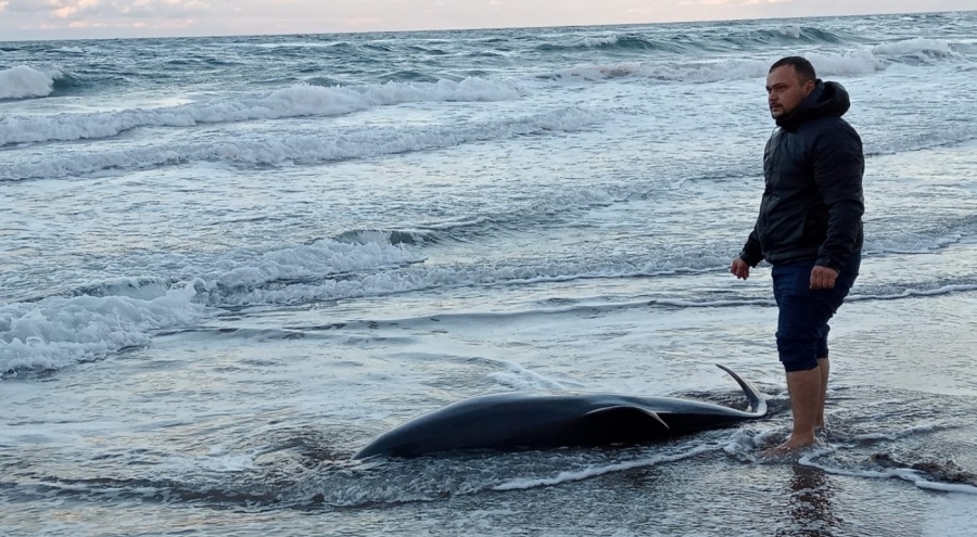 Ölü yunus balığı sahile vurdu