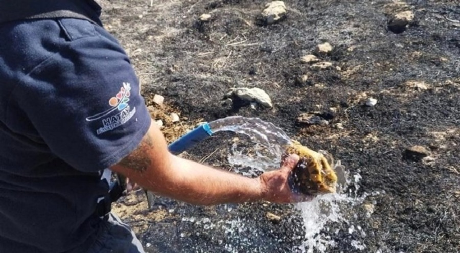 Yangının içinde kalan kaplumbağaya can suyu