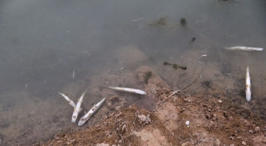 Kırıkkale'deki balık ölümlerinin nedeni ortaya çıktı