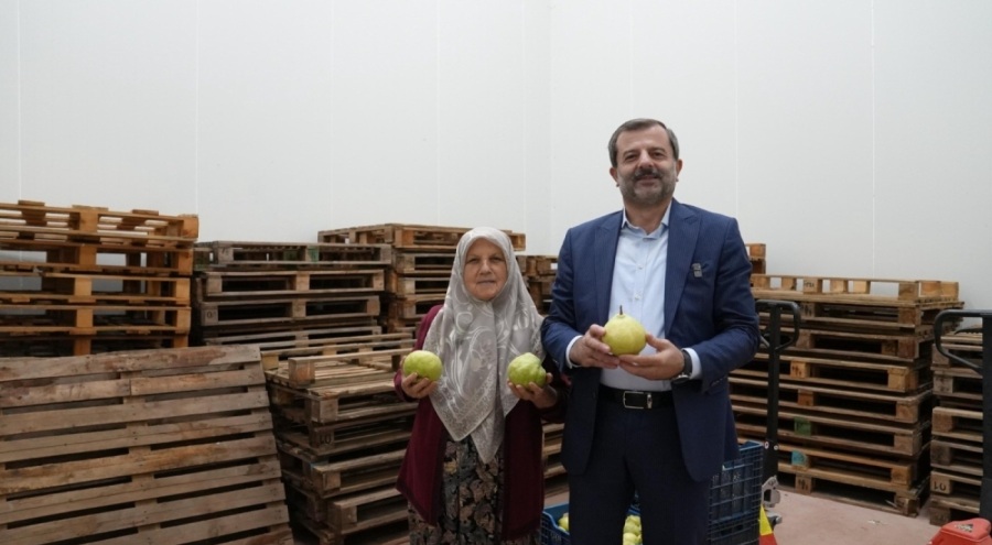 Gürsu armudunu, 'aracı' olmadan pazarlıyor