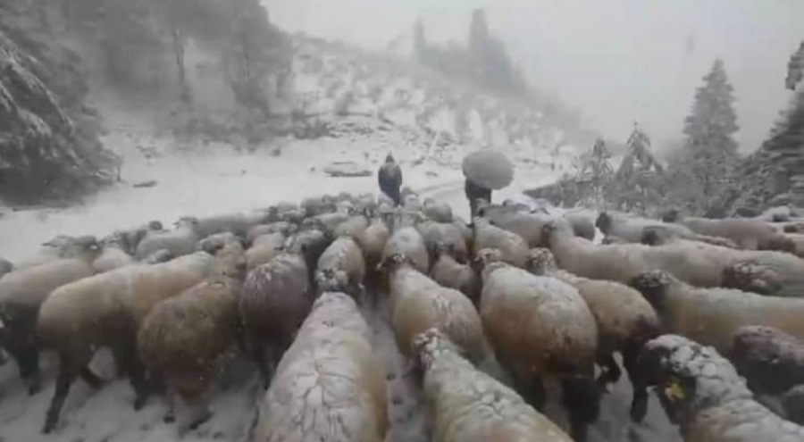 Kar bastırdı! Yayladan mezraya 3 günde ulaştılar
