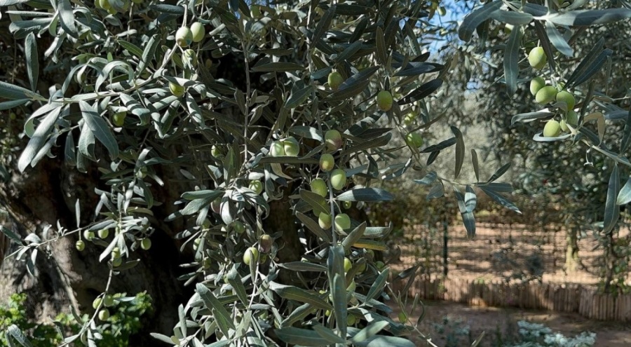 Bursa'da Bin 700 yıllık zeytin ağaçları hala ürün veriyor