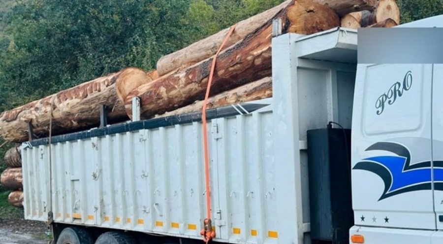 Bolu'da ağaç katliamına savcılık harekete geçti