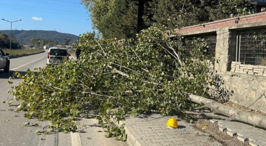 Kestiği ağacın altında kalıp hayatını kaybetti