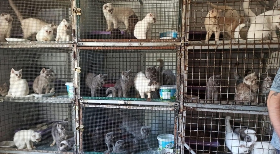 Kaçak hayvan ticareti baskını! 1 milyon 241 bin lira ceza eksildi