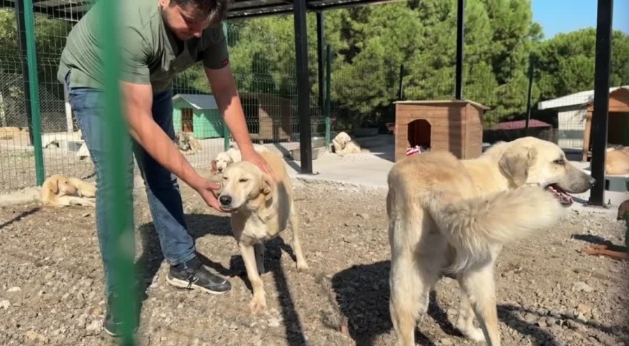Bursa'da hayvan rehabilitasyon ve bakımevi, önce tedavi ediyor sonra yuvalandırıyor