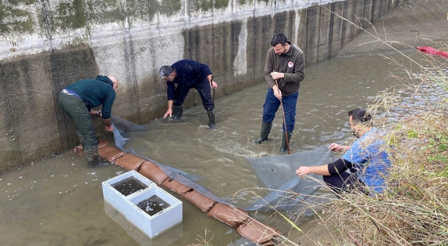 Su seviyesi düşen kanaldaki 3 bin yavru balık Kelkit Nehri'ne bırakıldı