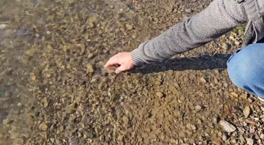 Kızılırmak'ın bir bölümünde balık ölümleri görülmesi üzerine inceleme başlatıldı