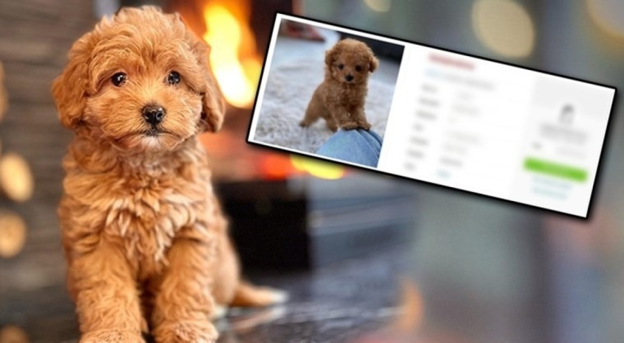 Yaşlı köpeği boyayıp sattılar!