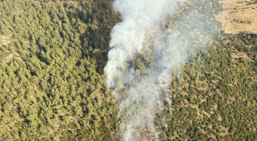 Aydın'da orman yangını!