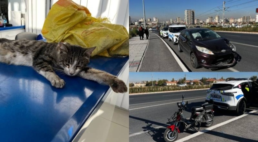 Kediyi çuvala koyup uzaklaştırmak isterken trafik kazasında yaralandı