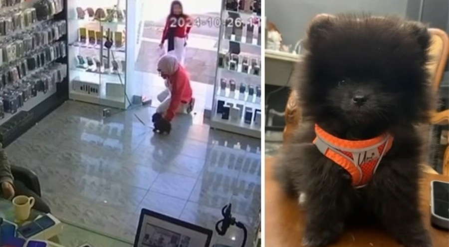 Köpeği severken ölümüne neden olmuşlardı! Köpeğe otopsi yapılacak