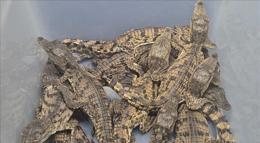 Mısır'dan kaçak yollarla Türkiye'ye getirilen timsahlara el konuldu