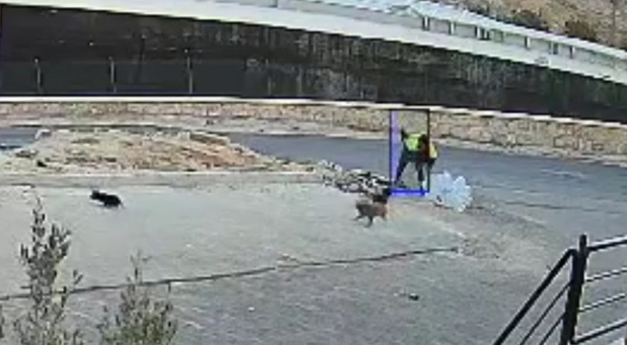 Yavru köpeği kaldırım taşıyla öldüren cani tutuklandı