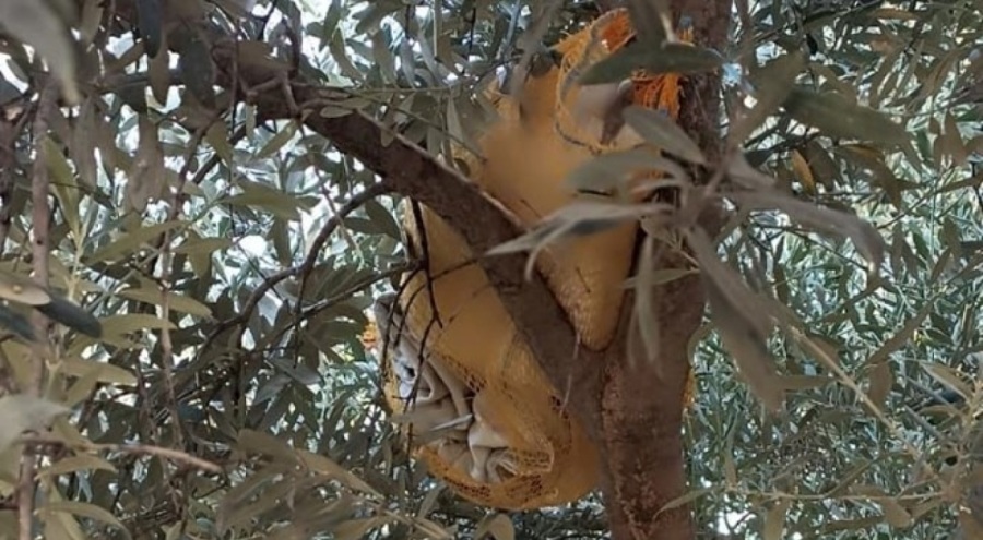 Narkotik operasyonu: Hapları zeytin ağacına gizlediler