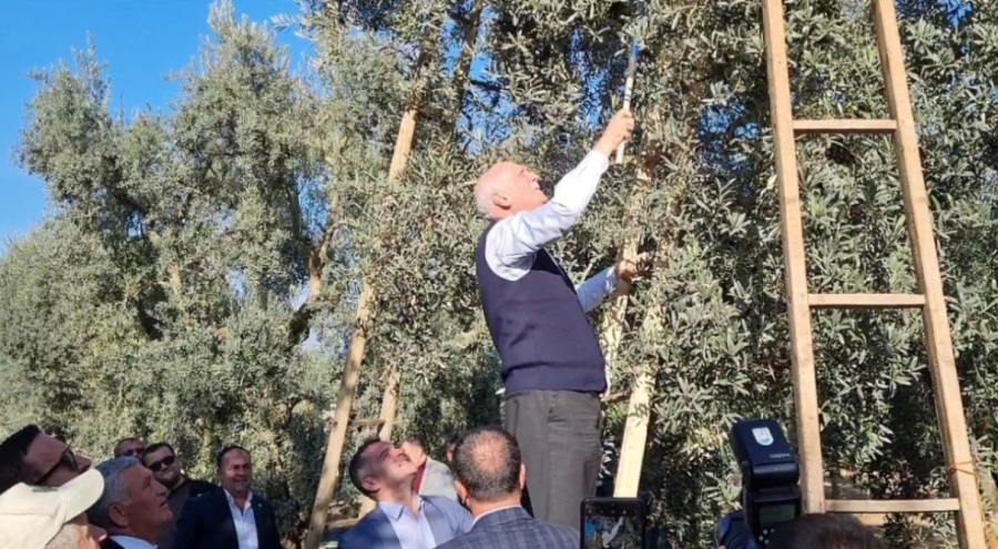 Türkiye Ziraat Odaları Birliği Başkanı Bayraktar Bursa'da zeytin hasadına katıldı