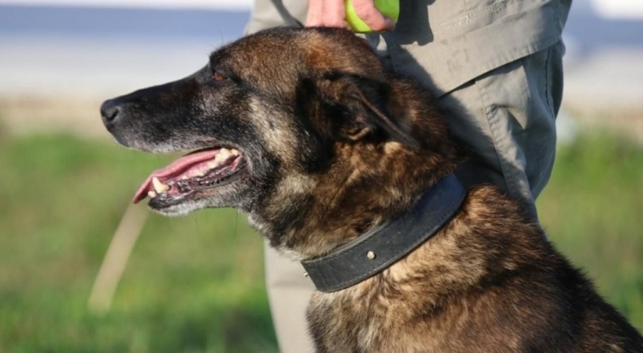 Canı pahasına yakaladı! Narkotik köpeği Ares uyuşturucu baskınında öldü