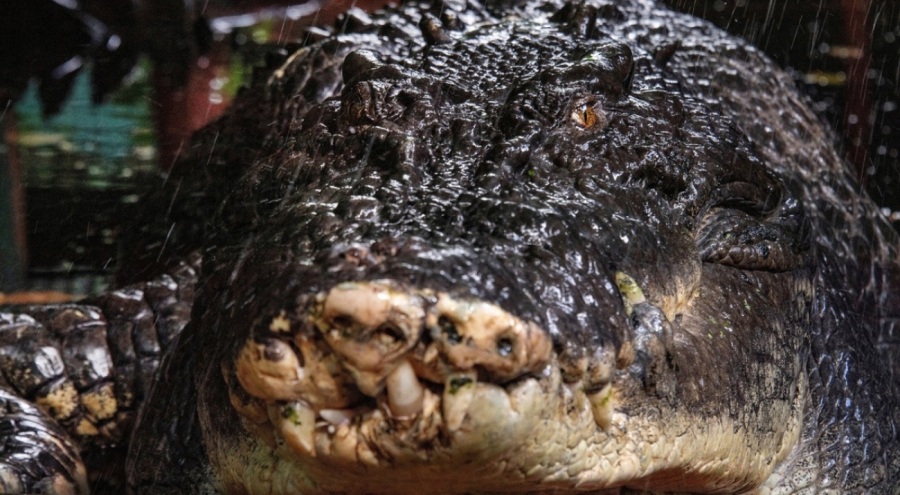 Dünyanın esaret altındaki en büyük timsahı öldü