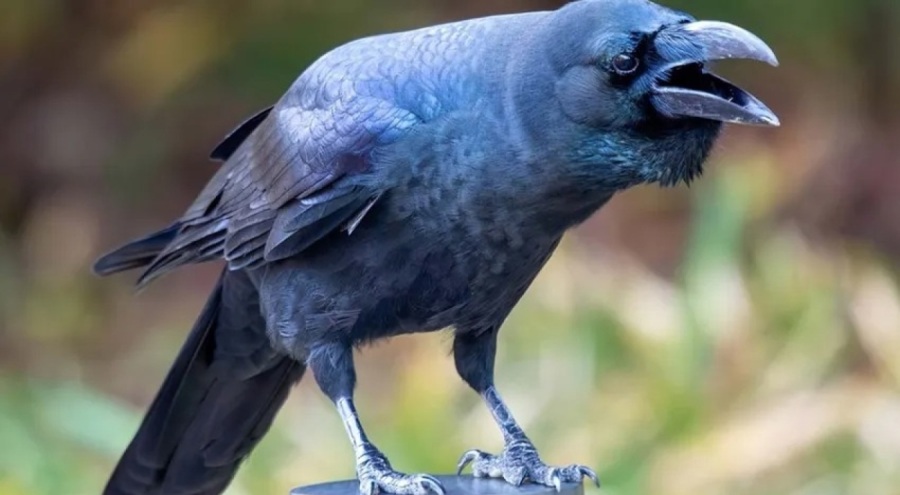 Kargalar 17 yıl unutmuyor! Şaşırtıcı kin tutma yeteneği ortaya çıktı