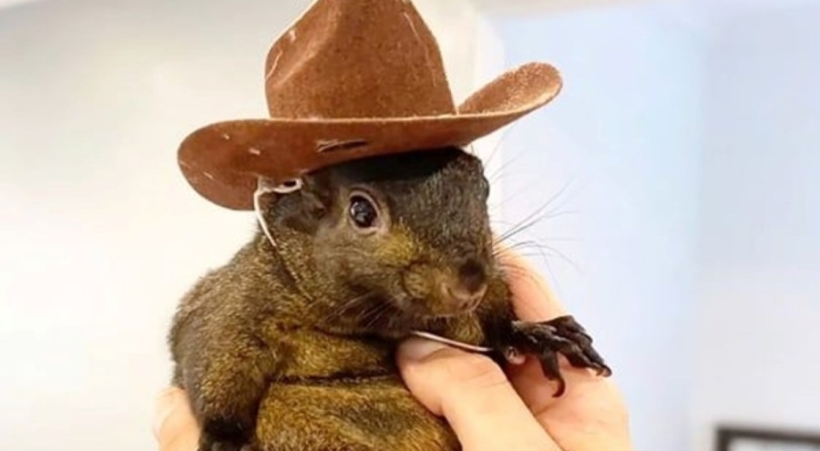 Sosyal medya fenomeni sincap Peanut'a ötenazi yapıldı