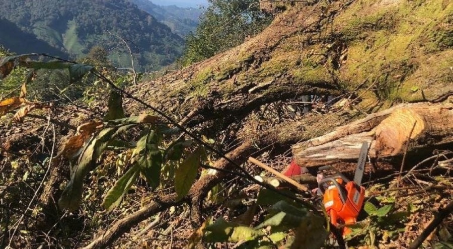 Kestiği ağacın altında kaldı!