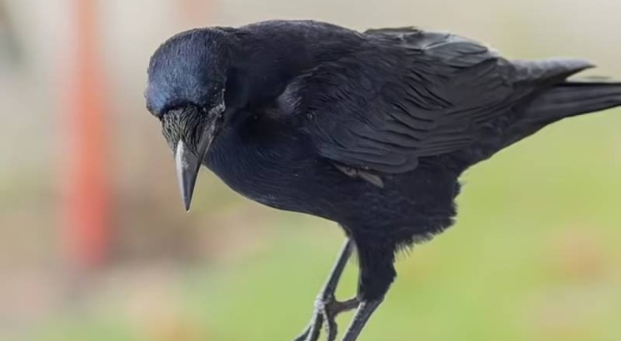 Kargalar kendilerini kızdıranları 17 yıl boyunca unutmuyor