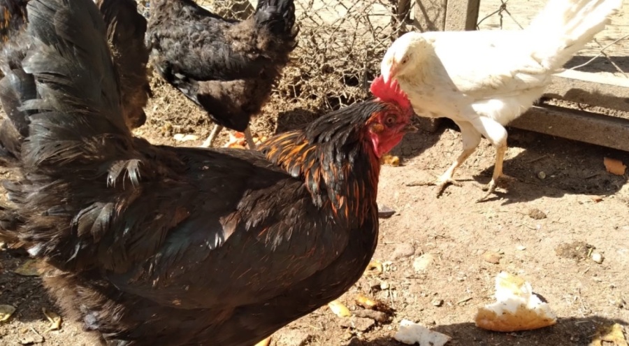 Tavuklarınızda bu belirtiler varsa dikkat!