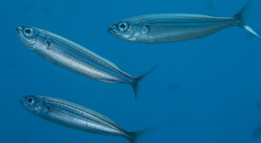 İki balık türü için 'gıda amaçlı kullanım' tescili