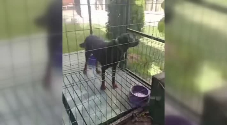 Aracının yanında köpeğini koşturan şahısa 7 bin 400 lira ceza