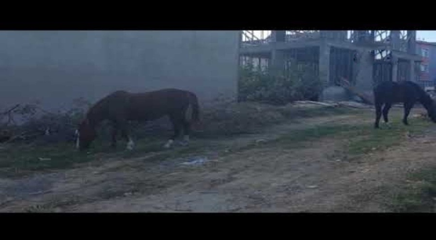 Sokak aralarında geziyorlar! Görenler hayret ediyor