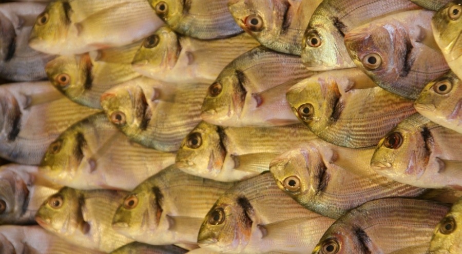 Türk çipurası kıymete bindi