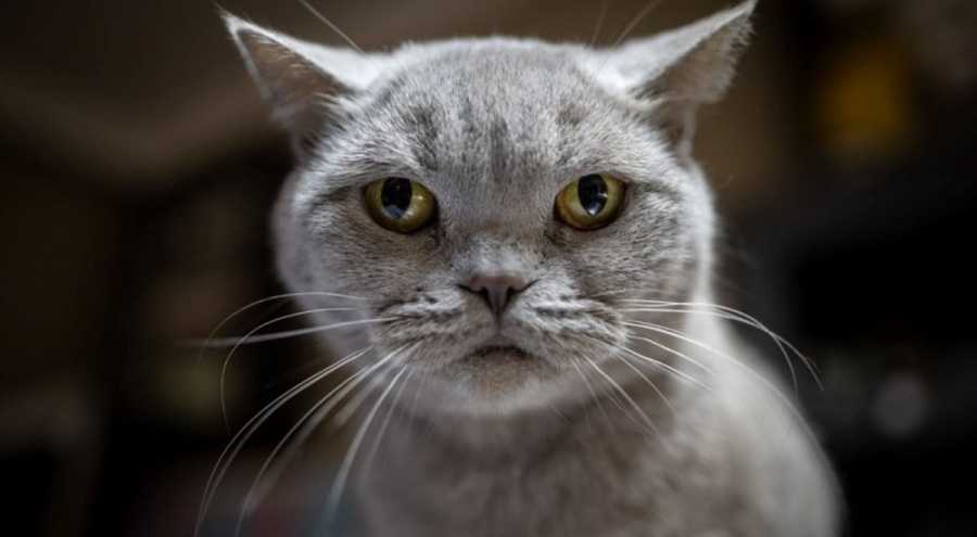 Obezken ünlenen kedi Şiraz sahipsiz kaldı