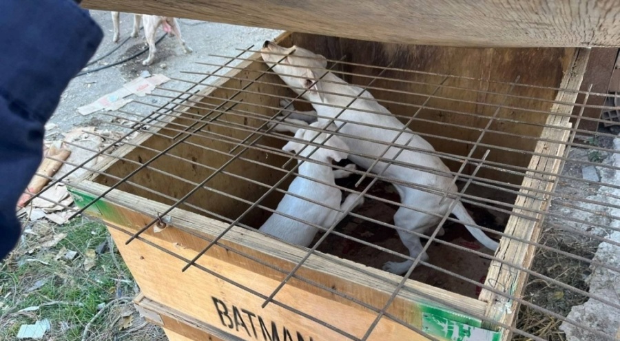 Yasaklı ırk köpek besleyen kişiye 317 bin 544 lira cezai işlem