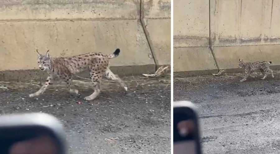 Nesli tehlike altında olan vaşak görüntülendi