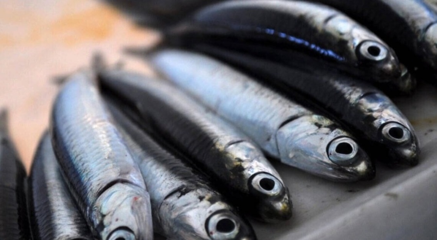 Hamsi tezgaha gelmeye başladı kilosu 150 lira