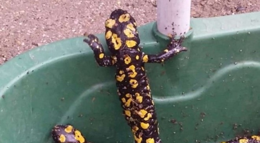 Nesli tükenme tehlikesi altında olan benekli semender görüntülendi