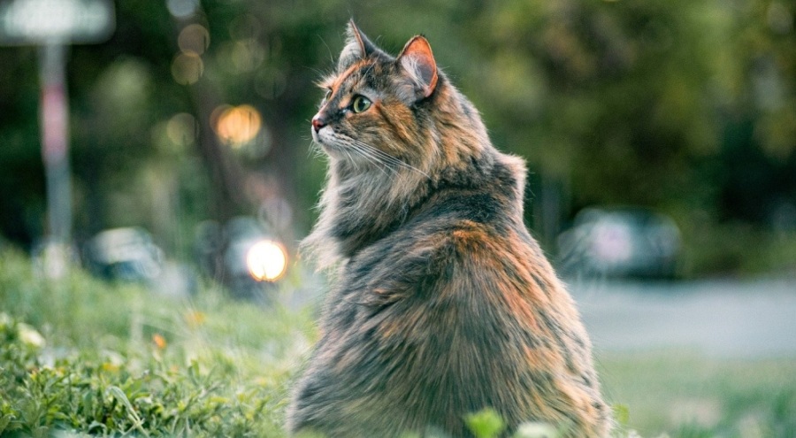 Tayland'da 'kediye anestezi' sahnesi tepki topladı