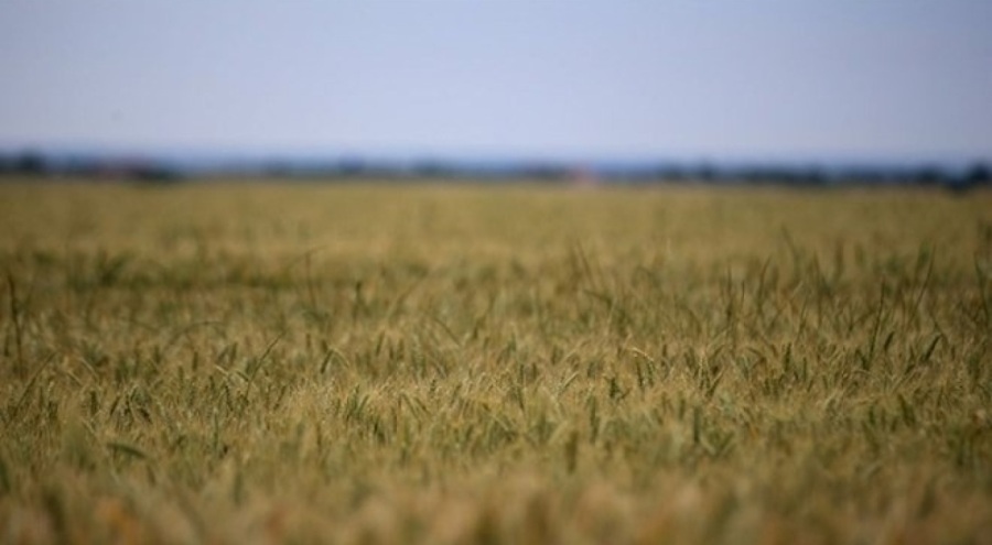 Organik tarıma 11 milyar lira destek ödemesi!