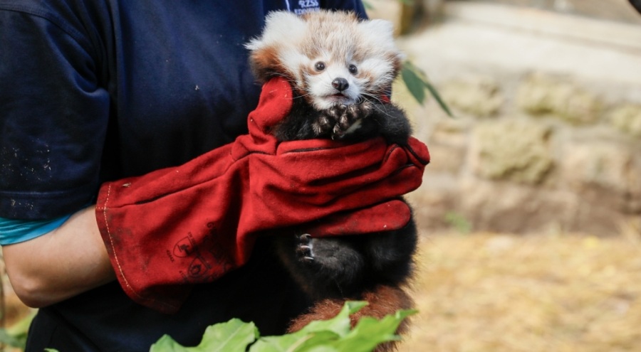 Havai fişek sesinden korkan 'kırmızı panda' yavrusu hayatını kaybetti