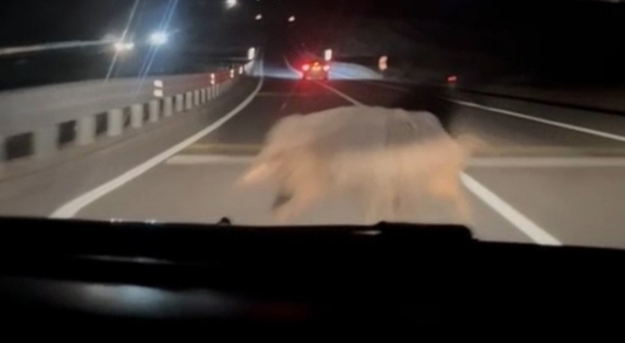 Yola çıkan domuza otomobil çarptı