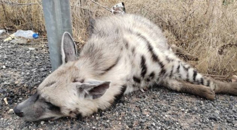 Nesli tehlike altındaki çizgili sırtlana araba çaptı